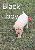 Black, a male Labrador Retriever for sale in Miller, MO – 3 of 3