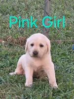 Pink, a female Labrador Retriever for sale in Miller, MO – 2 of 2
