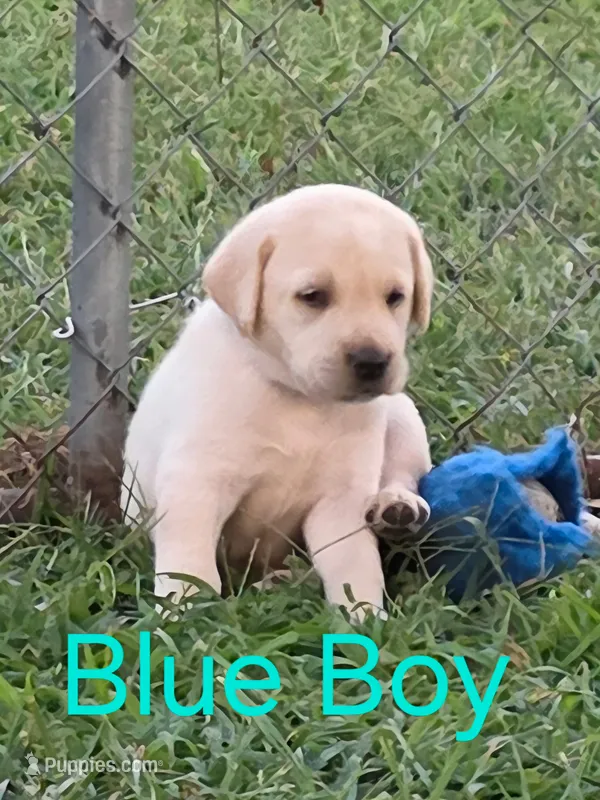 Blue – Labrador Retriever puppy for sale in Miller, MO