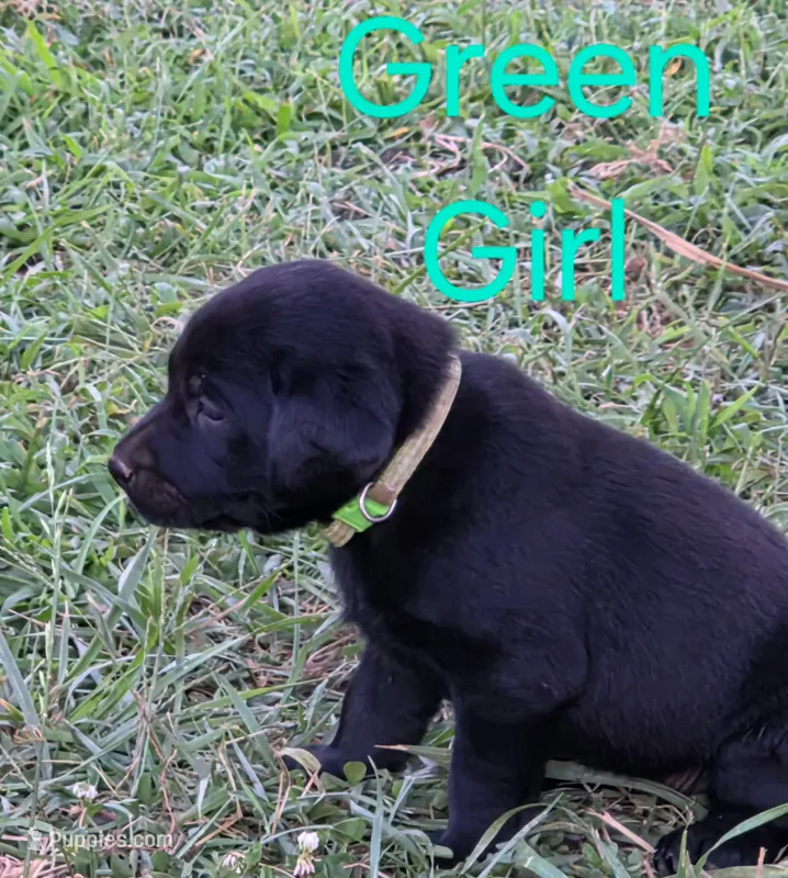 Green  – Labrador Retriever puppy for sale in Miller, MO