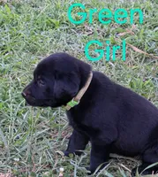 Green , a female Labrador Retriever for sale in Miller, MO – 1 of 4