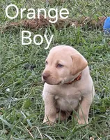 Orange , a male Labrador Retriever for sale in Miller, MO – 3 of 4