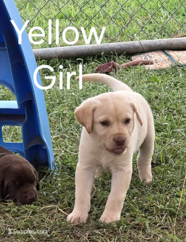 Yellow – Labrador Retriever puppy for sale in Miller, MO