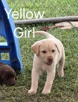 Yellow, a female Labrador Retriever for sale in Miller, MO – 1 of 3