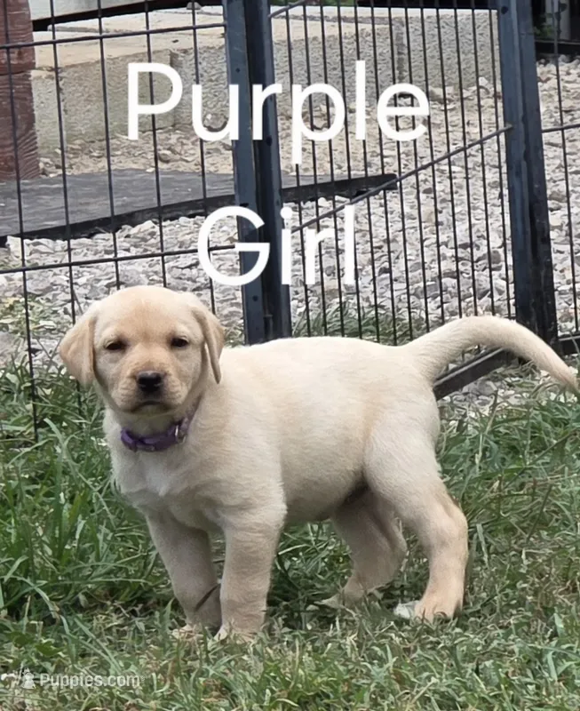 Purple  – Labrador Retriever puppy for sale in Miller, MO