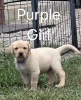 Purple , a female Labrador Retriever for sale in Miller, MO – 1 of 4