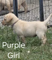 Purple , a female Labrador Retriever for sale in Miller, MO – 4 of 4