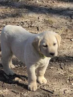 Suzy, a female Labrador Retriever for sale in Miller, MO – Photo 2 of 5
