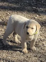Suzy, a female Labrador Retriever for sale in Miller, MO – Photo 3 of 5