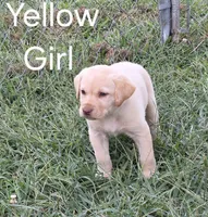 Yellow, a female Labrador Retriever for sale in Miller, MO – 2 of 3