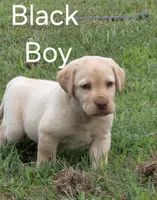 Black, a male Labrador Retriever for sale in Miller, MO – 2 of 3