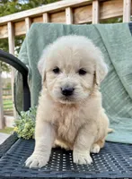 Ryder, a male English Cream Golden Retriever for sale in Salem, MO – Photo 2 of 3