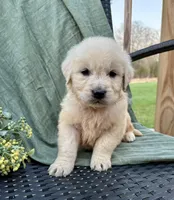 Ryder, a male English Cream Golden Retriever for sale in Salem, MO – Photo 3 of 3