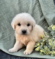 Rose, a female English Cream Golden Retriever for sale in Salem, MO – Photo 3 of 7
