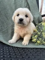 Rose, a female English Cream Golden Retriever for sale in Salem, MO – Photo 7 of 7
