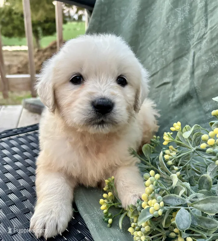 Rose – English Cream Golden Retriever puppy for sale in Salem, MO