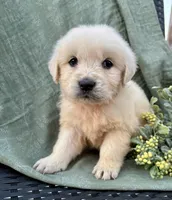 Rose, a female English Cream Golden Retriever for sale in Salem, MO – Photo 6 of 7