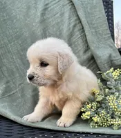 Rose, a female English Cream Golden Retriever for sale in Salem, MO – Photo 5 of 7