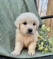 Rose, a female English Cream Golden Retriever for sale in Salem, MO – Photo 4 of 7