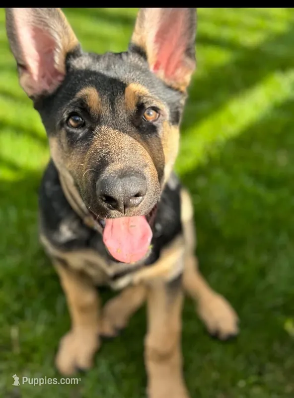 Lola. – German Shepherd Dog puppy for sale in Grand Junction, CO