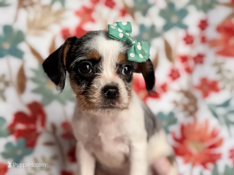 Quinn cookie – French Bulldog, Cockapoo puppy for sale in Davenport, FL