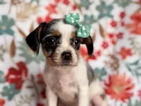 Quinn cookie, a female French Bulldog and Cockapoo for sale in Davenport, FL – 1 of 10