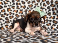 Beauty, a female French Bulldog and Cockapoo for sale in Davenport, FL – 6 of 10