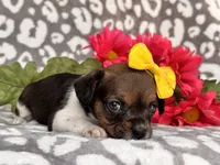 Beauty, a female French Bulldog and Cockapoo for sale in Davenport, FL – 10 of 10