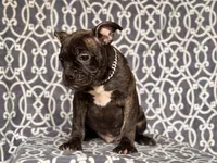Camo-price reduced, a male French Bulldog and American Pit Bull Terrier for sale in Davenport, FL – 5 of 10