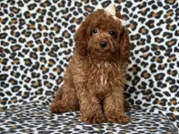 Bubbles , a female Cavapoo and Poodle - Miniature  for sale in Davenport, FL – 3 of 10