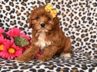 Vanessa , a female Cavapoo and Poodle - Toy  for sale in Davenport, FL – 2 of 10