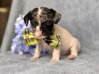 Moose, a male French Bulldog and Cockapoo for sale in Davenport, FL – 3 of 10