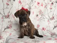 Opossum , a female American Pit Bull Terrier and Cane Corso for sale in Davenport, FL – 5 of 10