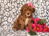 Brittney , a female Cavapoo and Poodle - Toy  for sale in Davenport, FL – 6 of 7