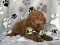 Jameson, a male Cavapoo and Poodle - Miniature  for sale in Davenport, FL – 2 of 7