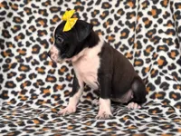 Reba, a female American Pit Bull Terrier and Cane Corso for sale in Davenport, FL – 5 of 10