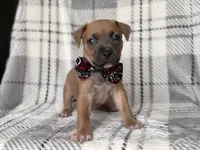 Buck, a male American Pit Bull Terrier and Cane Corso for sale in Davenport, FL – 10 of 10