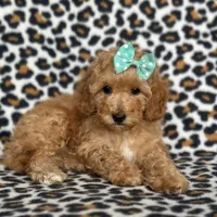 Princess, a female Cavapoo for sale in Davenport, FL – Photo 7 of 10