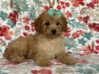 Bella, a female Cavapoo for sale in Davenport, FL – Photo 3 of 10