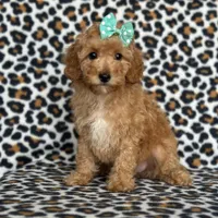 Princess, a female Cavapoo for sale in Davenport, FL – Photo 10 of 10