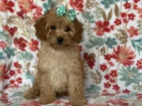 Bella, a female Cavapoo for sale in Davenport, FL – Photo 7 of 10