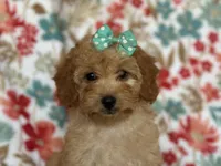 Bella, a female Cavapoo for sale in Davenport, FL – Photo 1 of 10