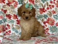 Bella, a female Cavapoo for sale in Davenport, FL – Photo 10 of 10