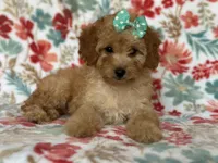 Bella, a female Cavapoo for sale in Davenport, FL – Photo 2 of 10