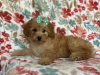 Bella, a female Cavapoo for sale in Davenport, FL – Photo 8 of 10