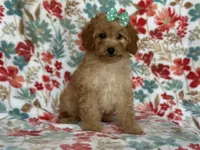Bella, a female Cavapoo for sale in Davenport, FL – Photo 6 of 10