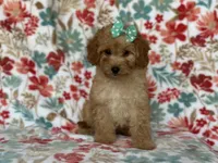 Bella, a female Cavapoo for sale in Davenport, FL – Photo 5 of 10
