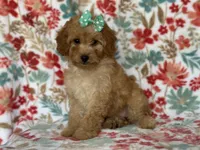 Bella, a female Cavapoo for sale in Davenport, FL – Photo 4 of 10