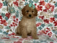 Bella, a female Cavapoo for sale in Davenport, FL – Photo 9 of 10