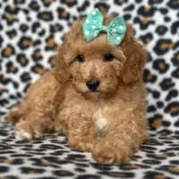 Princess, a female Cavapoo for sale in Davenport, FL – Photo 5 of 10